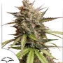 Cannabis seeds Auto Melonade Runtz® NEW! from Dutch Passion